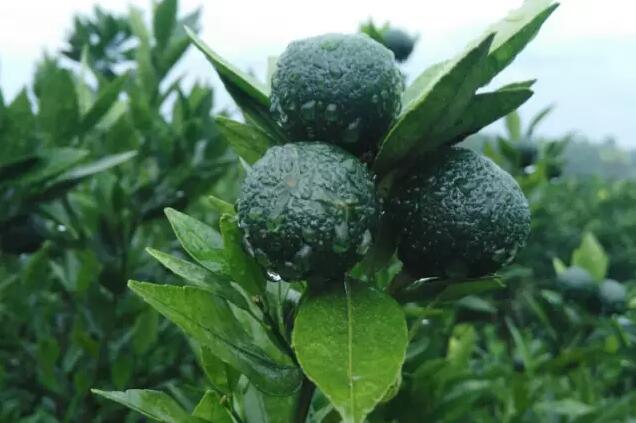 8070c4d7200ff62be8b39e3fe8813f16.jpg QQ鎴浘20160810150356.jpg