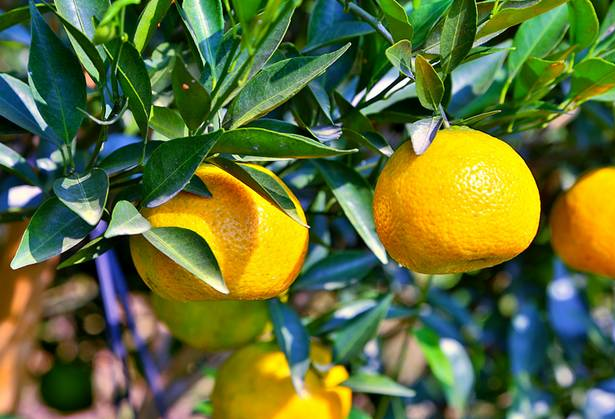 新會柑.png 新會柑.png