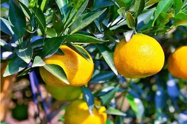 064fdb8659de557d459198fa33c42f05.jpg www.clwjbcxs.com新會陳皮網(wǎng)20160928144216.jpg