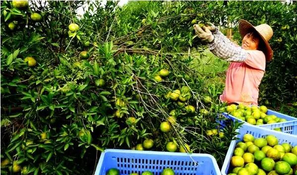 0be1af49e24fb963cb0ceab82f0cb7fc.jpg www.clwjbcxs.com新會陳皮網20161005171839.jpg