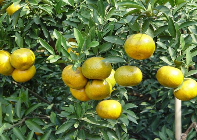 c03bd75181b05ad7a88ab1d25c145ed4.jpg www.clwjbcxs.com新會陳皮網20161007101936.jpg