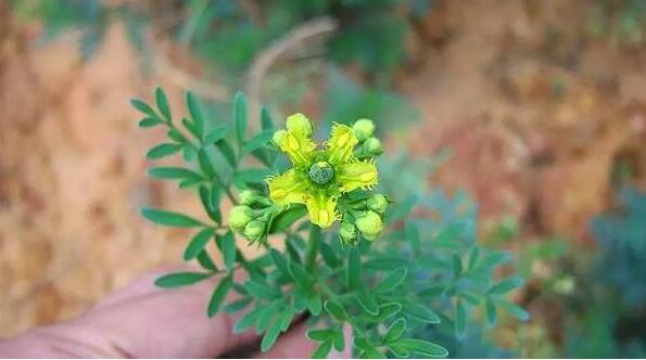 a24a3e194b7bb74a3ed4d827181e8658.jpg www.clwjbcxs.com新會陳皮網20161010151013.jpg