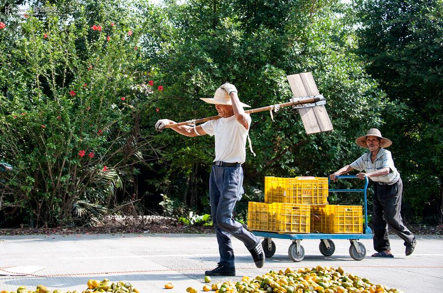 f2b962e95a8a58d3ed256acf3ffa1b12.jpg www.clwjbcxs.com新會陳皮網(wǎng)20161013170914.jpg