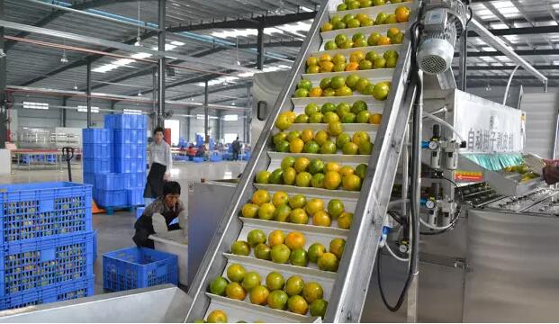 6b578b78a82ec22e5021ade59ae92ca0.jpg www.clwjbcxs.com新會(huì)陳皮網(wǎng)20161014110909.jpg