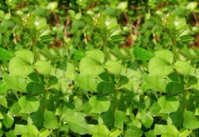 078b6279d5eb55bd83c0b867e1d2293c.jpg www.clwjbcxs.com新會陳皮20161024191647.jpg