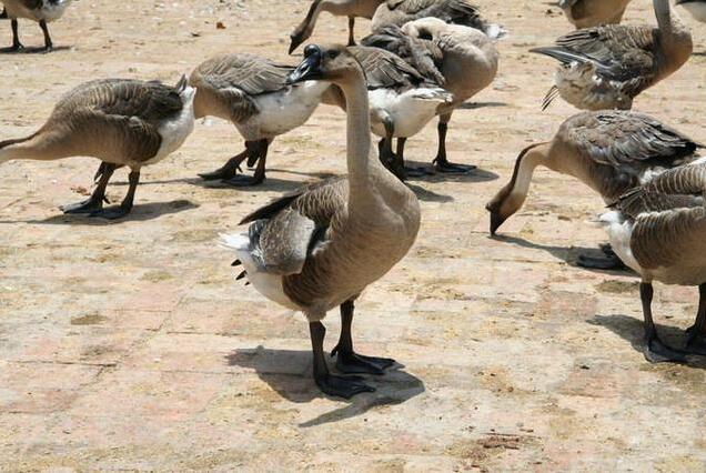 482a79f727fbe2cd3da39355c852e1ad.jpg www.clwjbcxs.com新會陳皮20161024191634.jpg