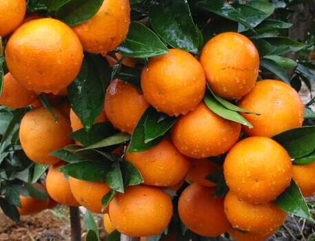 4c9fbc7d347084d9c2bebc193ee8d67b.jpg www.clwjbcxs.com新會陳皮20161024191552.jpg