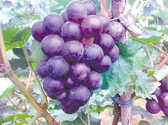 bdcf6829020f93a9bcadcdd6ad0dde40.jpg www.clwjbcxs.com新會陳皮20161024191707.jpg