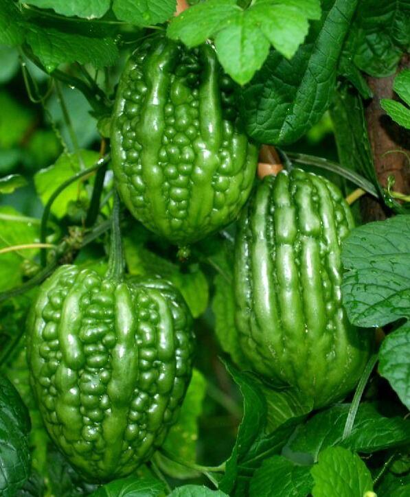 d5828a63cec442ff336a161615b0cdf3.jpg www.clwjbcxs.com新會陳皮20161024191614.jpg