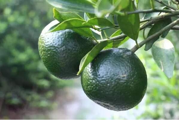 0746b8530a8394aea002b87d26c95cca.jpg www.clwjbcxs.com新會陳皮20161026112539.jpg