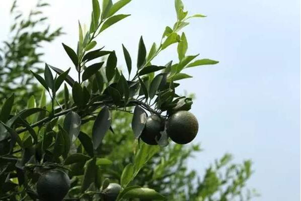 2dd971ba84b004bae6df2c888dcff8aa.jpg www.clwjbcxs.com新會陳皮20161026112532.jpg