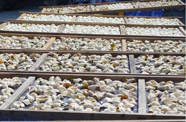 7451b363fb3be2c833a4214cf54505c7.jpg www.clwjbcxs.com新會陳皮20161026112649.jpg