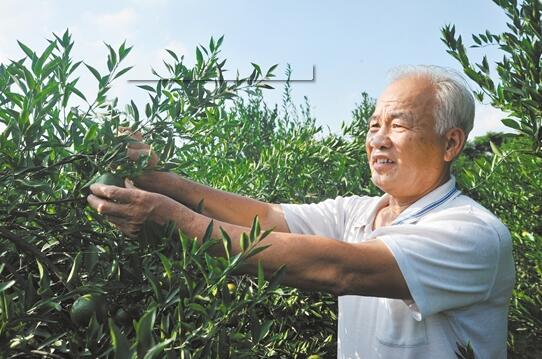 ab88672d9ba679a660cfd8e684cf65e8.jpg www.clwjbcxs.com新會陳皮20161031153323.jpg