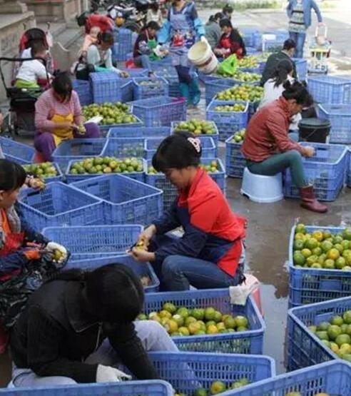 940653f9a6b62b2691eb1e9909c1eec8.jpg www.clwjbcxs.com新會陳皮20161108090351.jpg