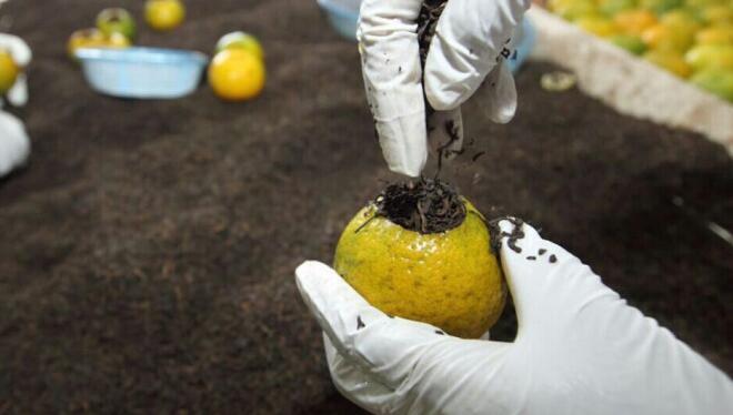 e44d4925fa84a603ef0a0f3311230cda.jpg www.clwjbcxs.com新會陳皮20161108081005.jpg