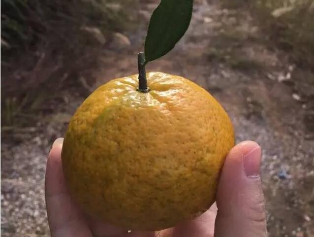 8f86e8d3069a8a92e3a3dd756eea3290.jpg 0161216144805.jpg