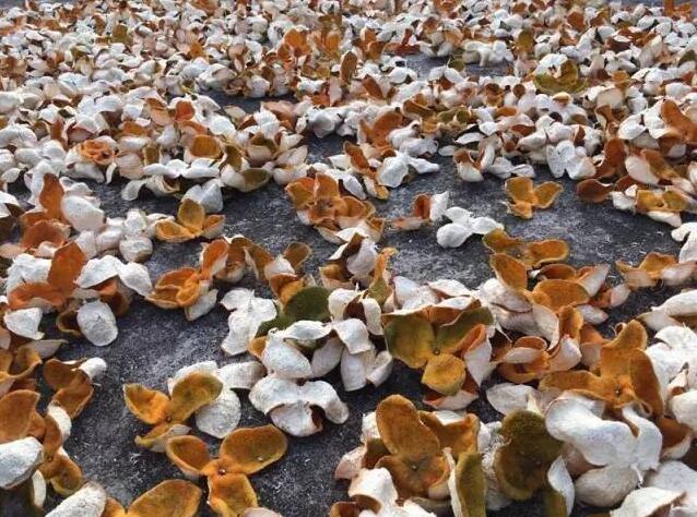 946a2bda0a5997284f95ed988cce50e4.jpg 20161216144517.jpg