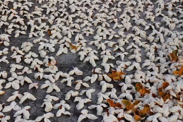 9aa235d45cfe102fdd2052dda598317d.jpg 20161216151850.jpg