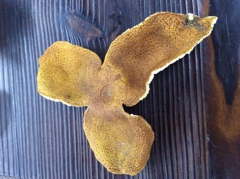 ee637200a2bcd5bfa08c3601229a6caf.jpg www.clwjbcxs.com 新會陳皮20161220145452.jpg