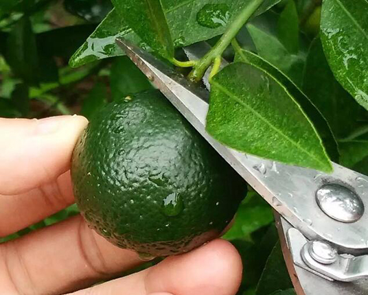 小青柑果 小青柑果