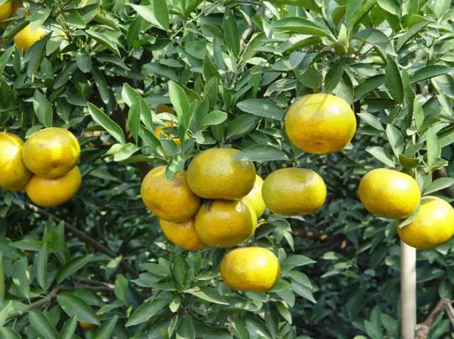 9c862c861236843b415a2b05300d32af.png www.clwjbcxs.com 新會陳皮20170104114237.png