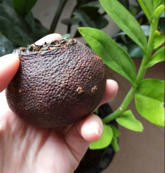 9902065efac807f60748d8af1035a77c.jpg www.clwjbcxs.com 新會(huì)陳皮20170110103751.jpg