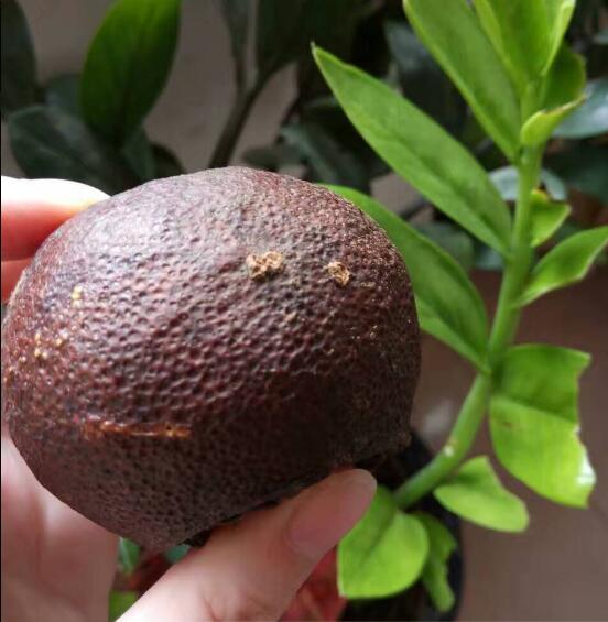 aeb6c2dc29f88745a738415b39091225.jpg www.clwjbcxs.com 新會(huì)陳皮20170110103818.jpg