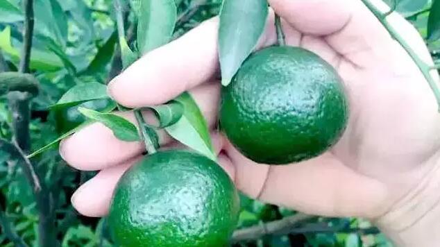 61df0e482ec666230721bf2901f3a4ab.jpg www.clwjbcxs.com 新會陳皮20170111120041.jpg