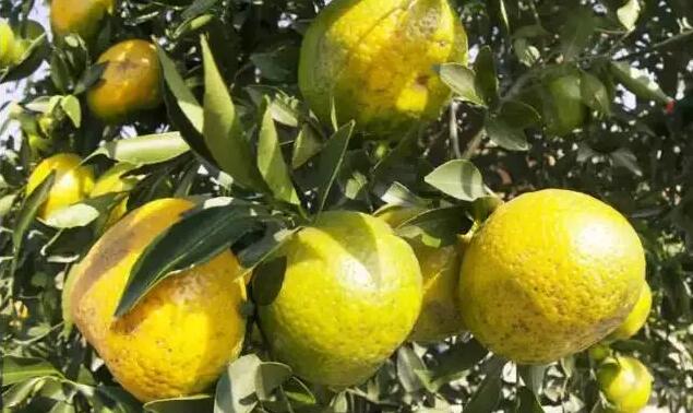 ef57f1912802b6c460ddc78abceb0350.jpg www.clwjbcxs.com 新會陳皮20170111120051.jpg