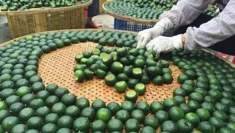 35f5b29b6aa70923a76b6707b280bfa4.png www.clwjbcxs.com 新會陳皮20170113161828.png