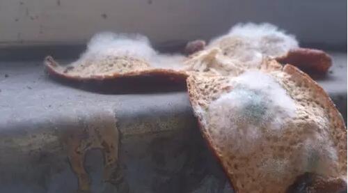 481c3ef07a1a3ff7f04ffbd81f5e9b19.jpg www.clwjbcxs.com 新會陳皮20170302175952.jpg