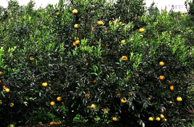 db7449192f0c1e6aa5efb54a93a47347.jpg QQ截圖20171115094320.jpg