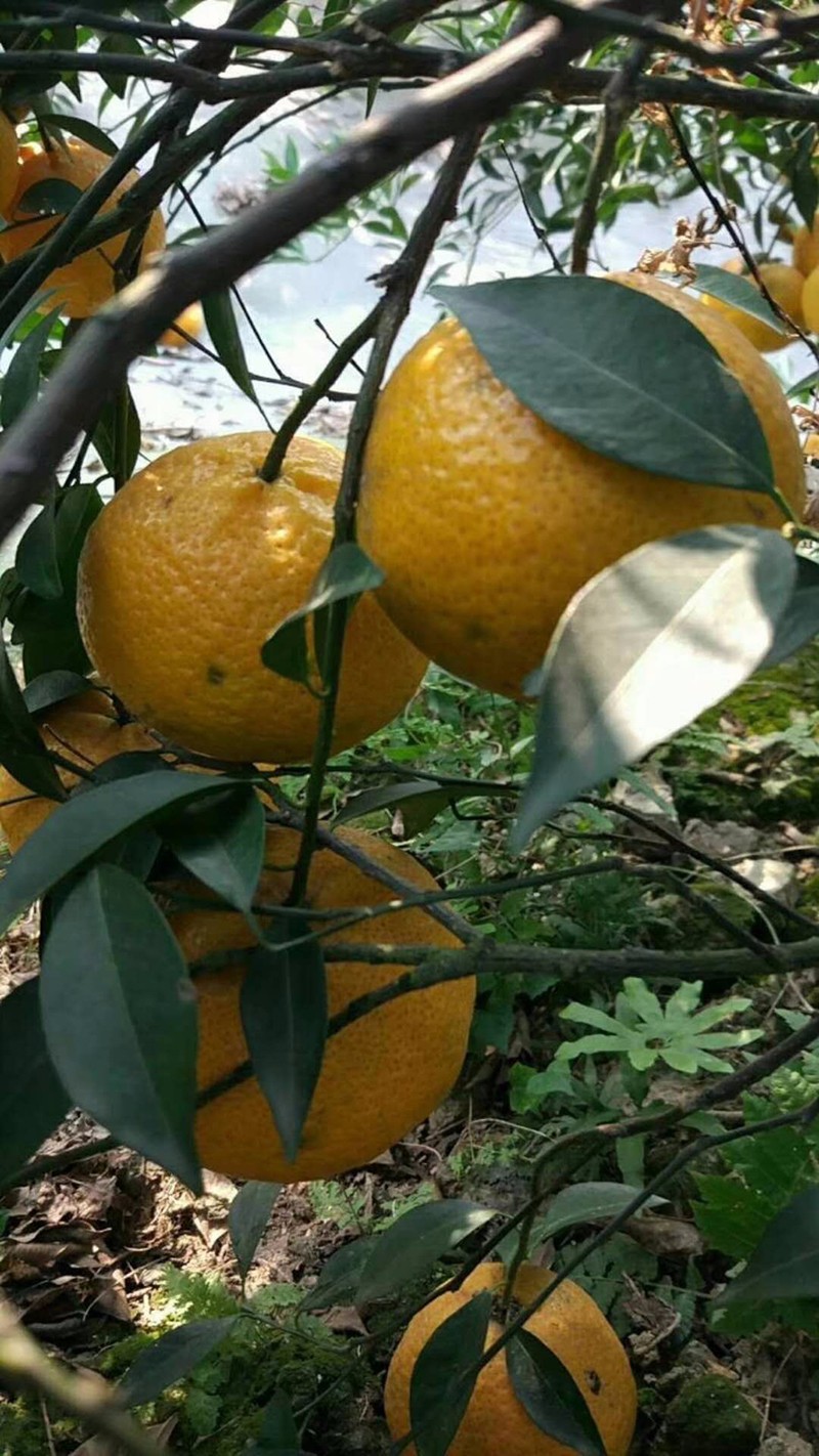 52cefa893937f5398f147d51545457d1.jpg 52cefa893937f5398f147d51545457d1.jpg