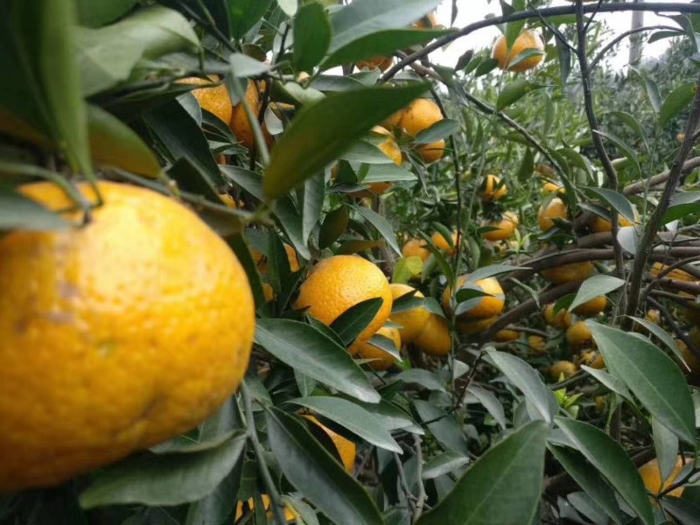 6d83fe5c313f860a8b1604c429538b53.jpg 6d83fe5c313f860a8b1604c429538b53.jpg