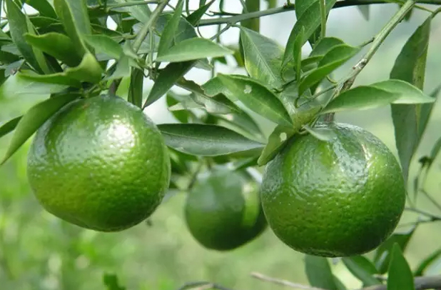 86d1d63586bdff0152c7fbb10c3d2041.jpg 800190b7226ea76fc8aef47d699cd2cc.jpg