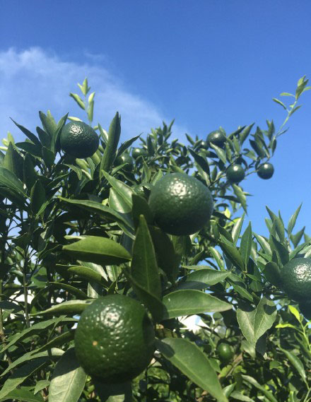 1f0ce6775a6bb13c8ad44b170a0364cb.jpg 小青柑子 (5).jpg