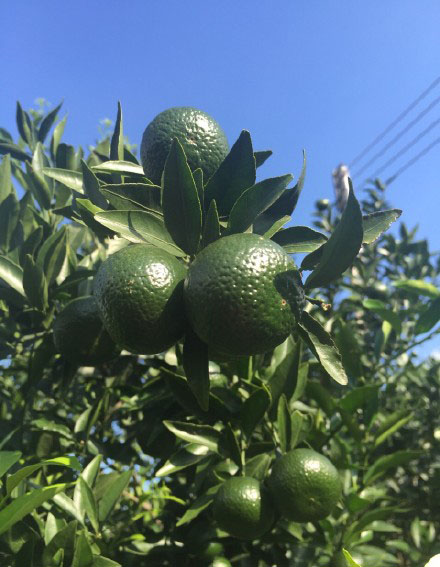 2b76fa5bc6c9771f1e0c9f6639d249ab.jpg 小青柑子 (2).jpg