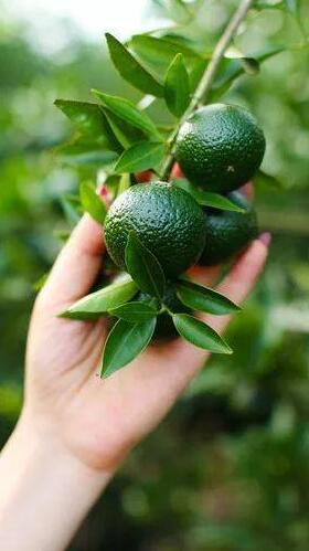 22d84aeae2b804a9258b6e5a42cbea07.jpg www.clwjbcxs.com 陳皮之家20200610125710.jpg