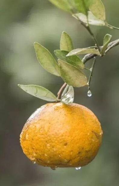 2bcc6292610beb849f5a5ccbf71a7946.jpg www.clwjbcxs.com 陳皮之家20200610131520.jpg