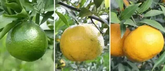 新會陳皮的采摘采收時間.jpg 新會陳皮的采摘采收時間.jpg