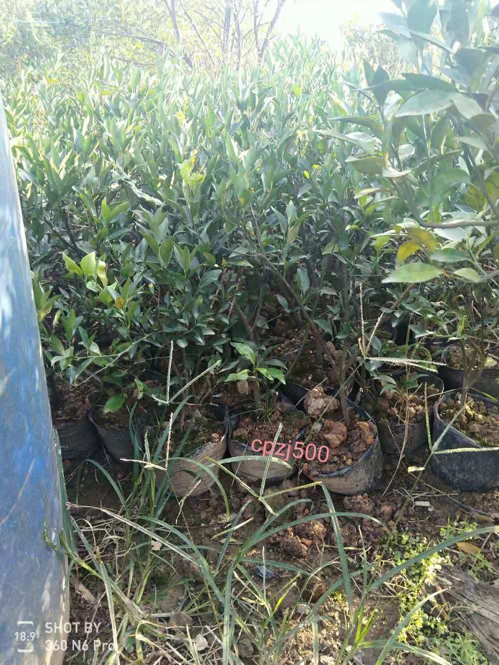 3aac7ee1a3e65f9847fef6341746b687.jpg 3aac7ee1a3e65f9847fef6341746b687.jpg