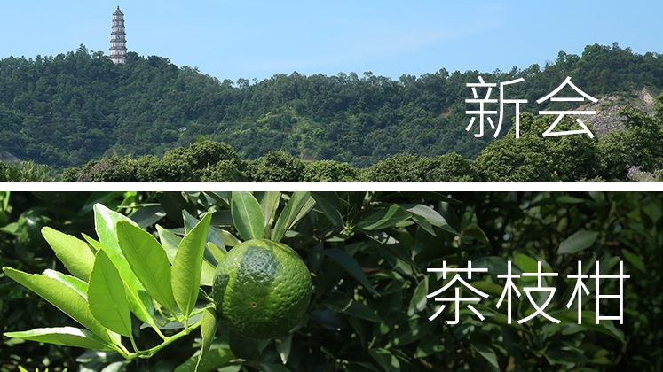 茶枝柑：新會陳皮的祖名，本土野生柑橘千百年馴化而來.png