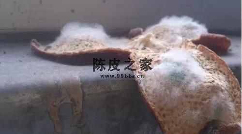 陳皮發霉變質.jpg 陳皮發霉變質.jpg