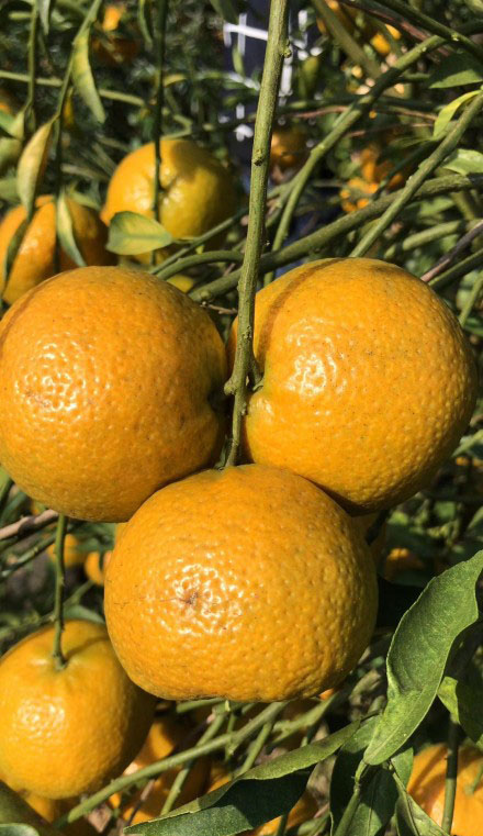 cde9fde8c63daceeb9cad425666ca0cd.jpg 2a075_tplv-obj.jpg