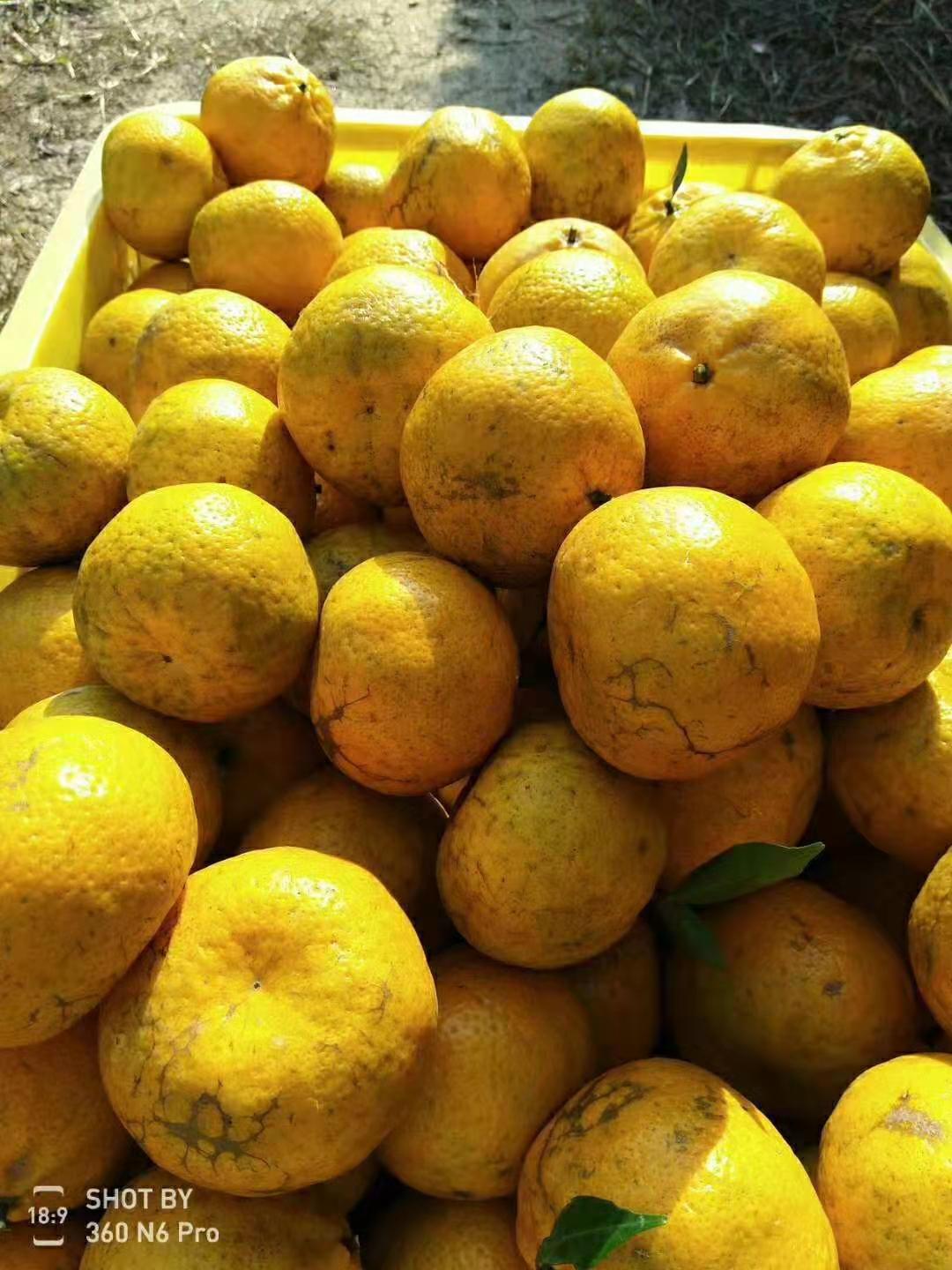 新會(huì)大紅柑.jpg 新會(huì)大紅柑.jpg