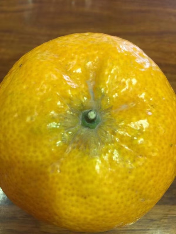 新會(huì)柑.jpg 新會(huì)柑.jpg