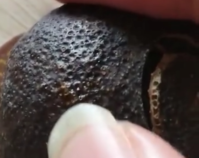 從新會陳皮皮身出油情況判斷鑒別真假年份.jpg 從新會陳皮皮身出油情況判斷鑒別真假年份.jpg