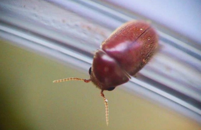 陳皮蟲是什么蟲?如何保存才不生蟲.png 陳皮蟲是什么蟲?如何保存才不生蟲.png