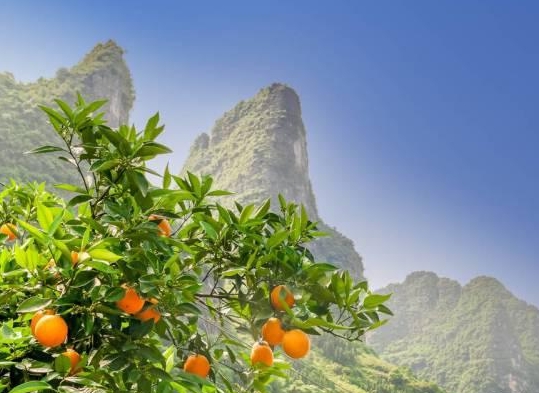 新會陳皮有哪些歷史典故由來傳說和發展簡介.png 新會陳皮有哪些歷史典故由來傳說和發展簡介.png