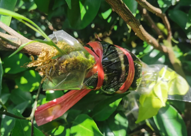 新會陳皮育苗方式培育方法,圈枝育苗技術.png 新會陳皮育苗方式培育方法,圈枝育苗技術.png